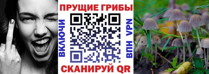 Галлюциногенные грибы Psilocybine cubensis  Саянск 
